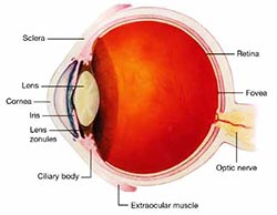 Sharp Vision Eye Anatomy